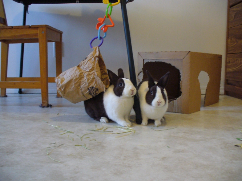 Does That Bag Need a Hay Refill, Bunny? 3