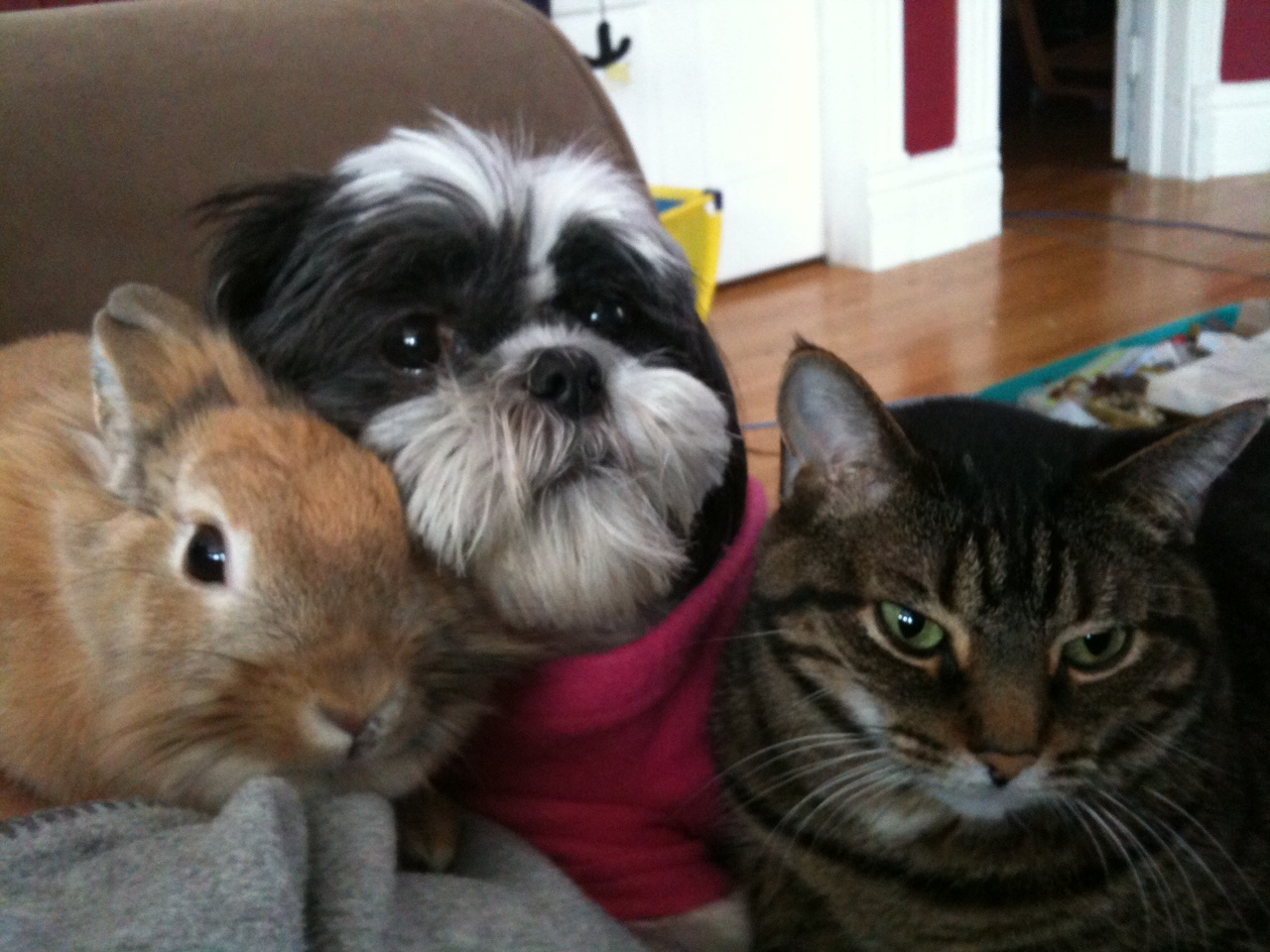 Bunny and Her Furry Friends All Heard the Word "Treat"