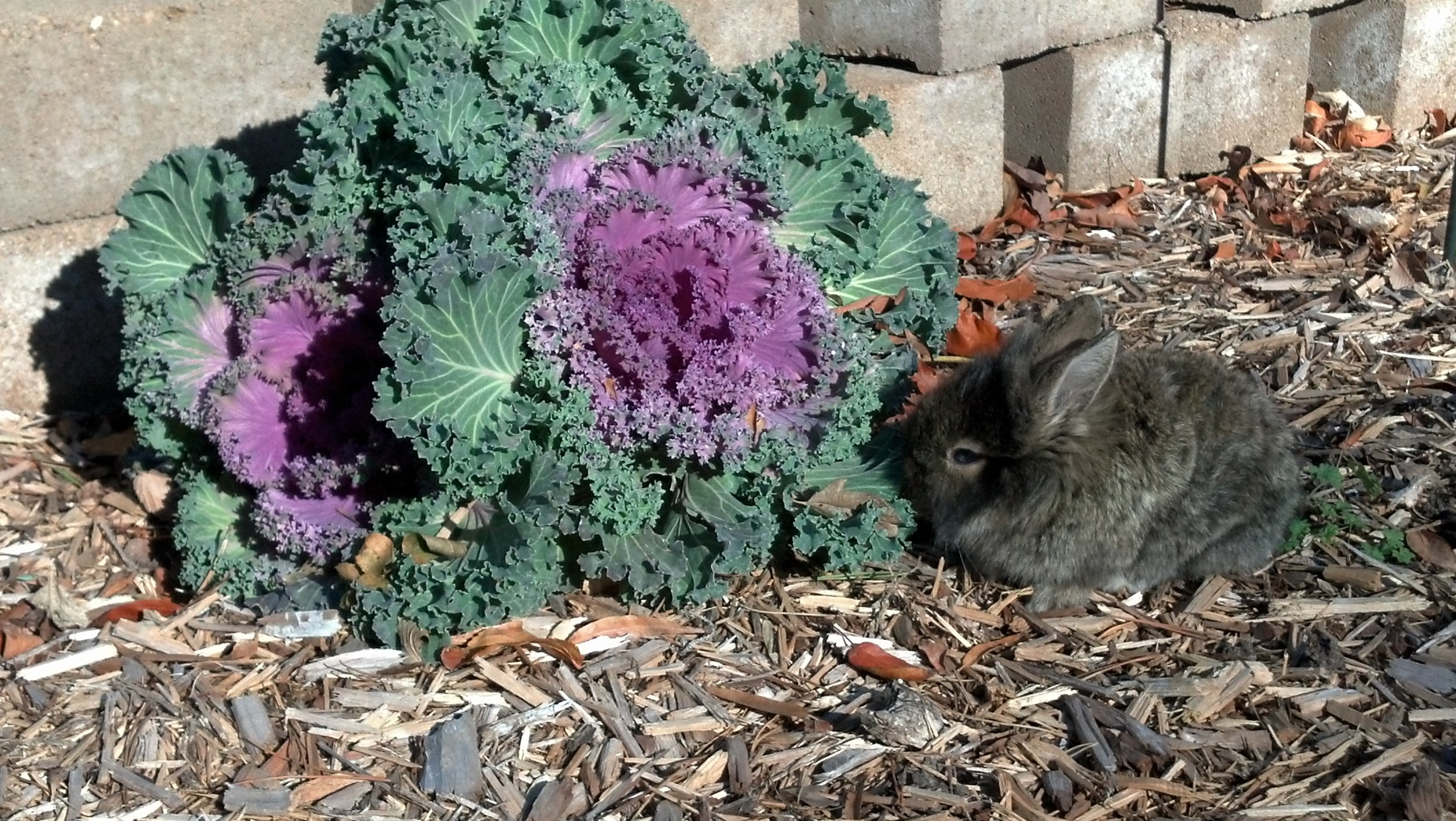 Bunny Gets Started on the Kale Plant Growing in the Garden