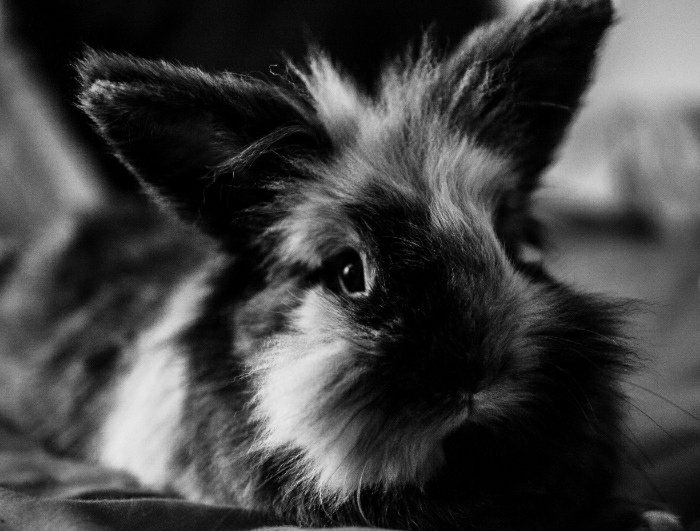 lionhead rabbit black and white