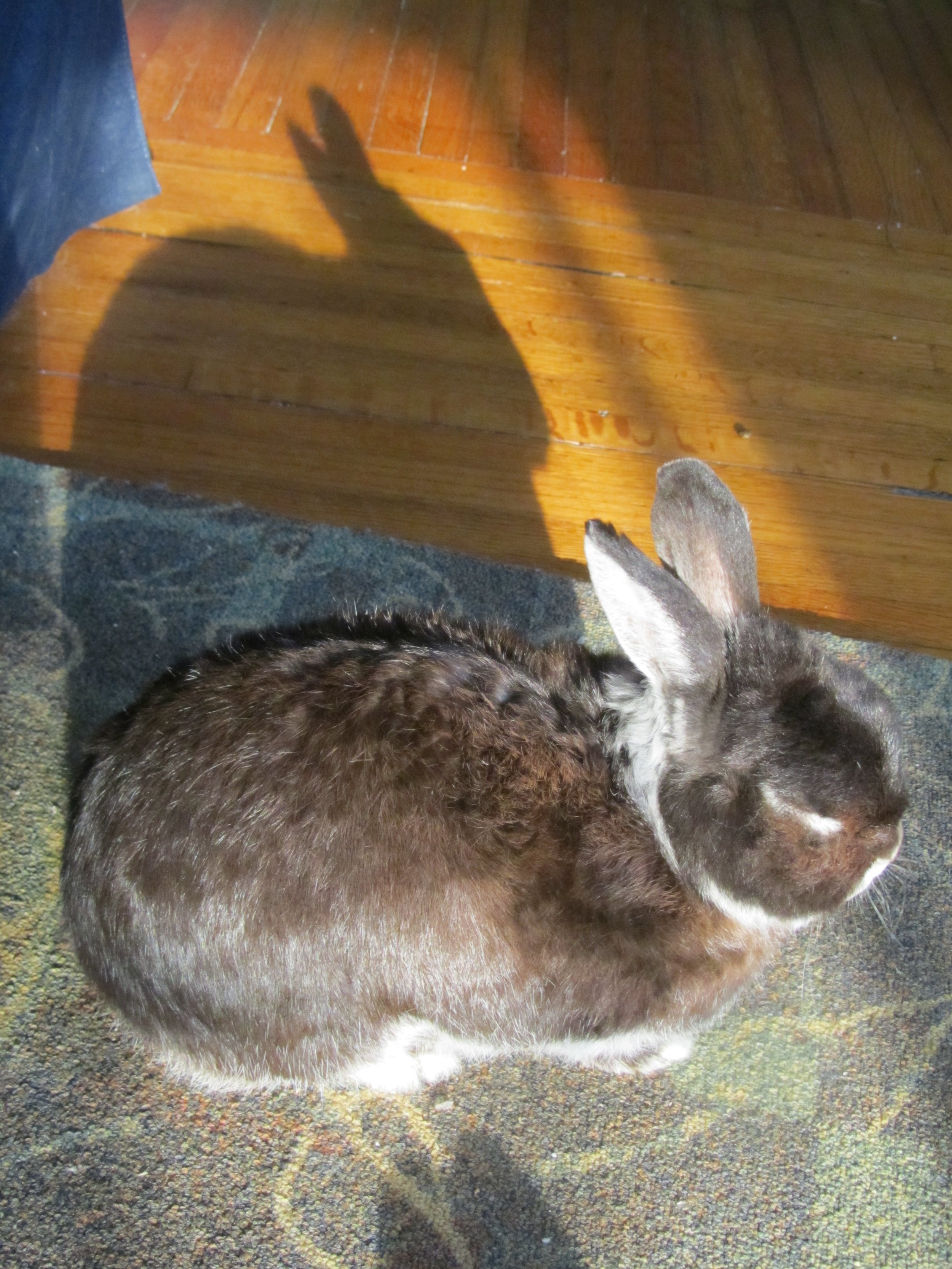 A Very Small Bunny Can Cast a Very Large Shadow