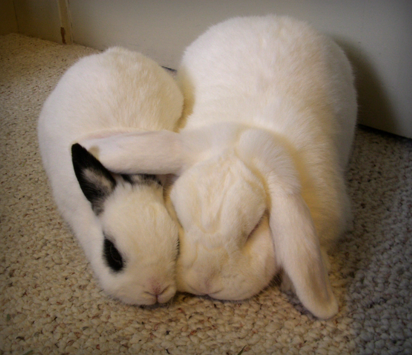 Bunny Keeps His Ears Warm During Naps with Help from His Friend