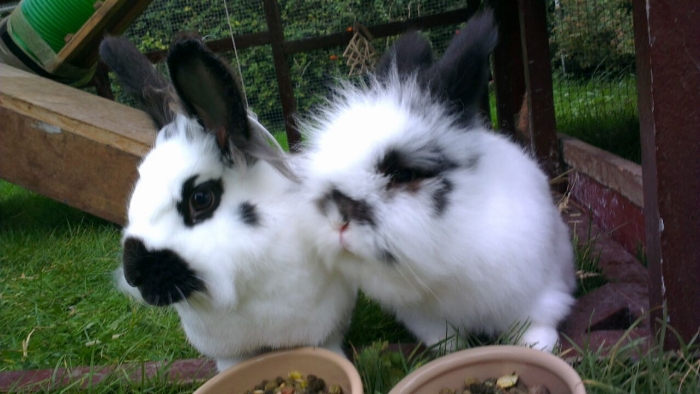 Bunnies Are So Alike But So Different
