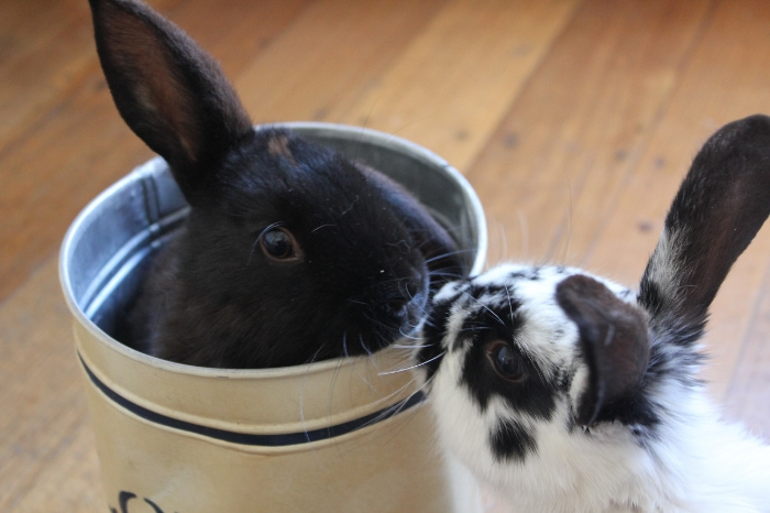 Bunnies Share a Brotherly Kiss