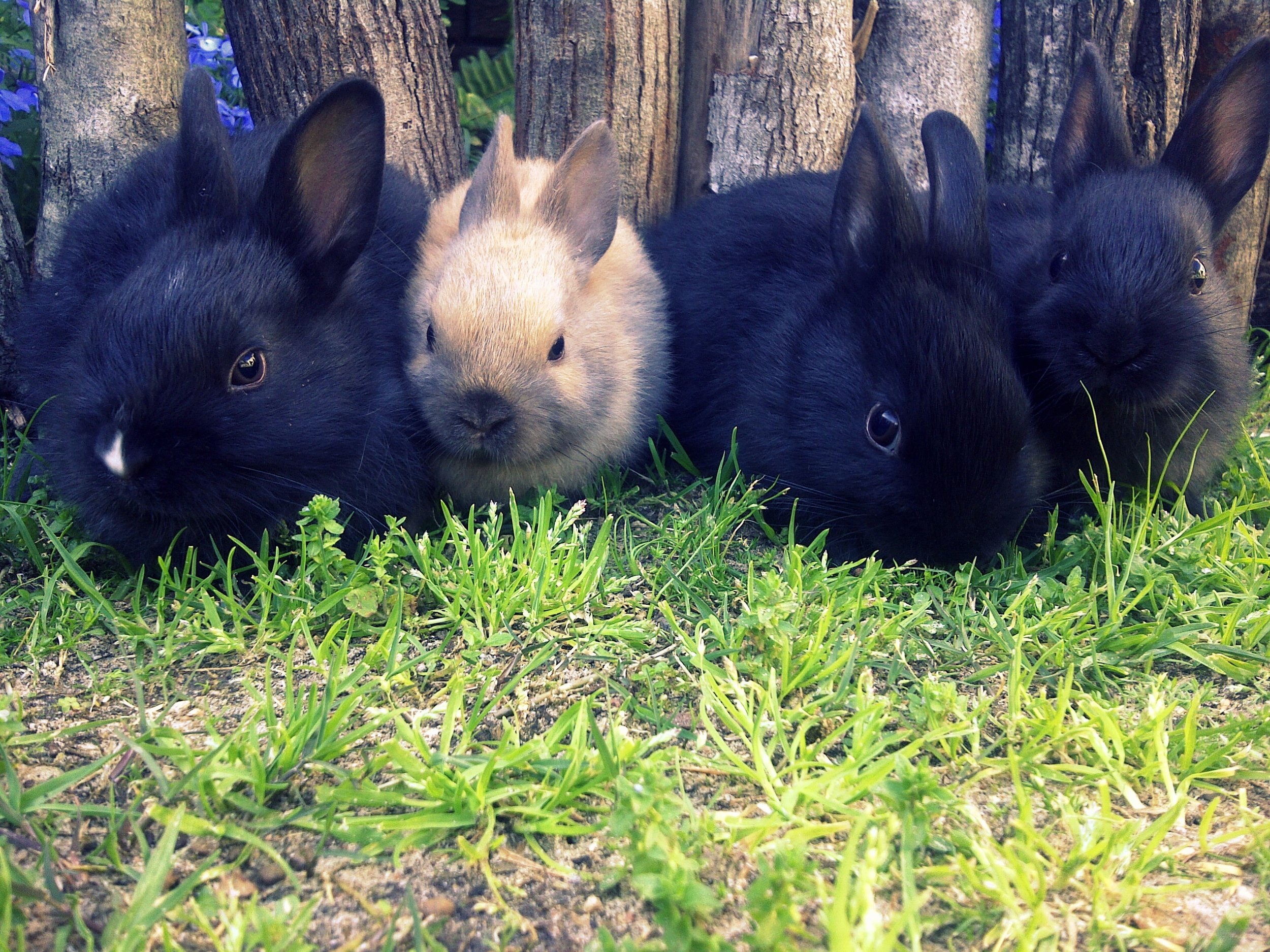 Will Human Correctly Pick Out from the Lineup the Bunny Who Got into the Garden?