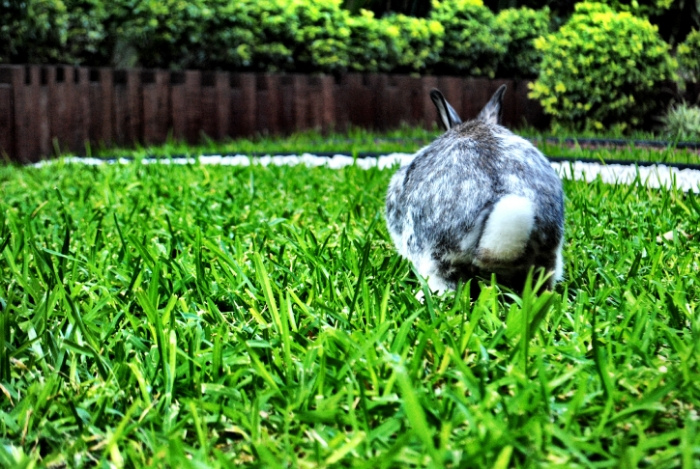 Bunny Is Poised for a Romp Around the Yard 1
