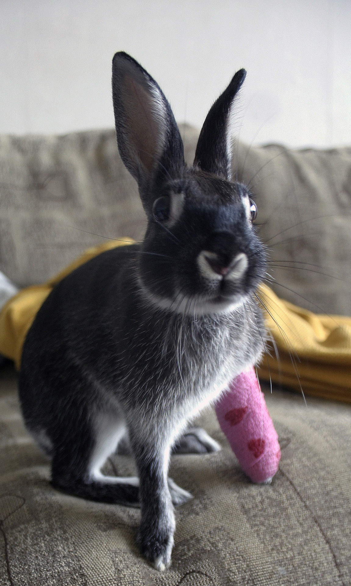 Want to Sign Bunny's Cast?