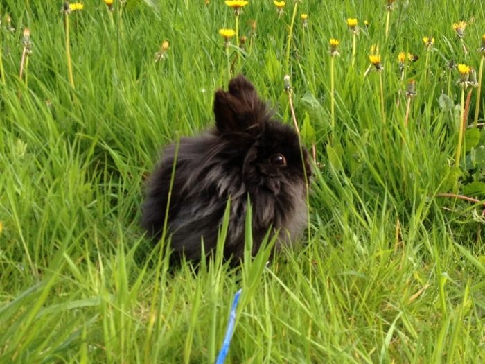 Bunny's Eyes Widen at the Sight of All Those Dandelions 1