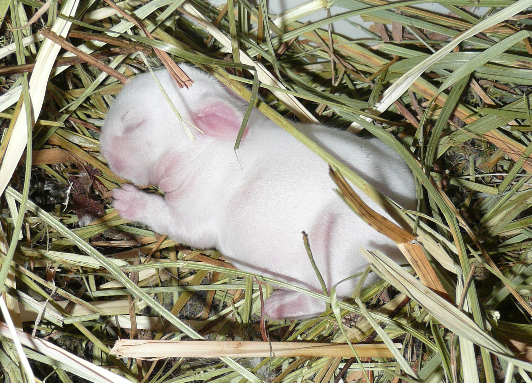 Three-Day-Old Bunny Sleeps Soundly