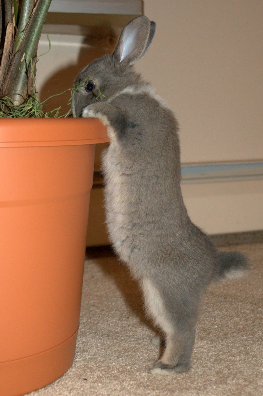 Bunny Stretches Up to See What's Available in the Planter for Nomming