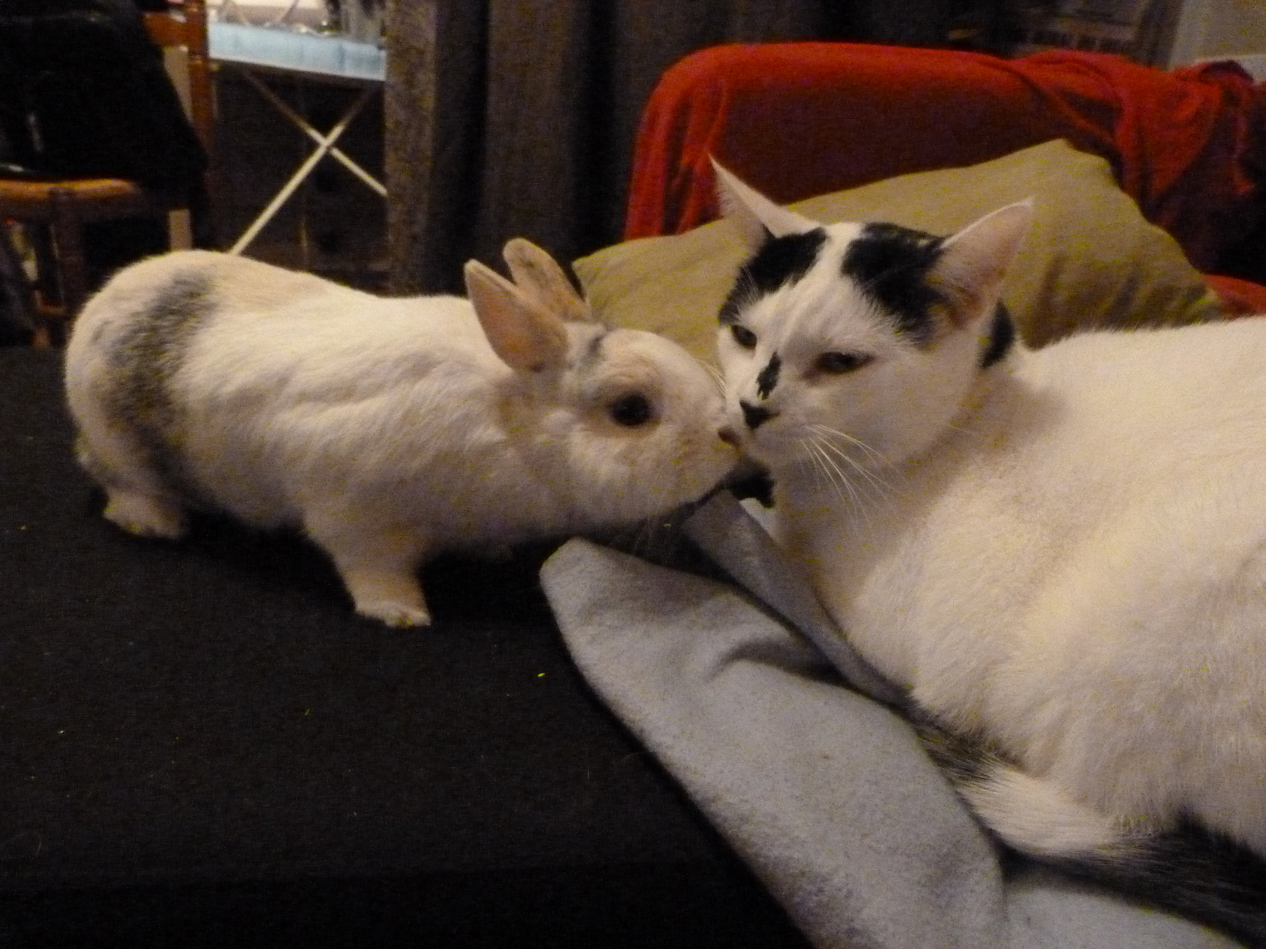 Bunny Tries to Cheer Up Kitty with Nose Kisses