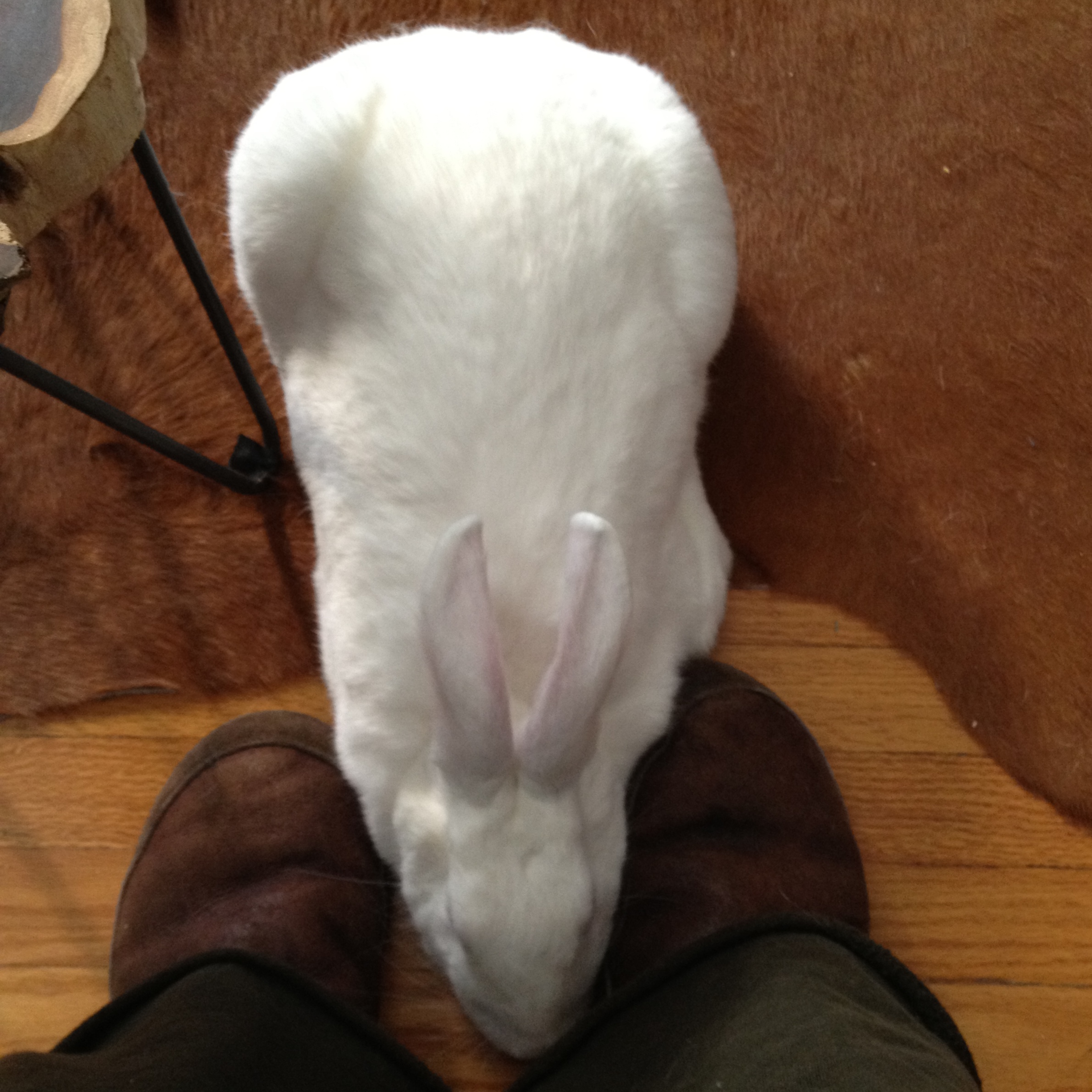 Bunny Slides Between Human's Feet for Some Rubbings 1