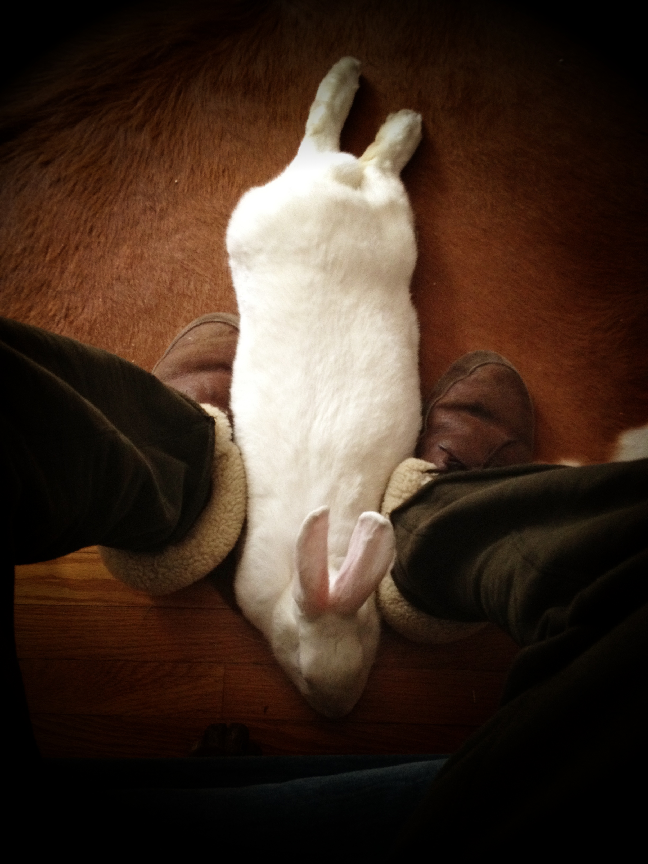 Bunny Slides Between Human's Feet for Some Rubbings 2