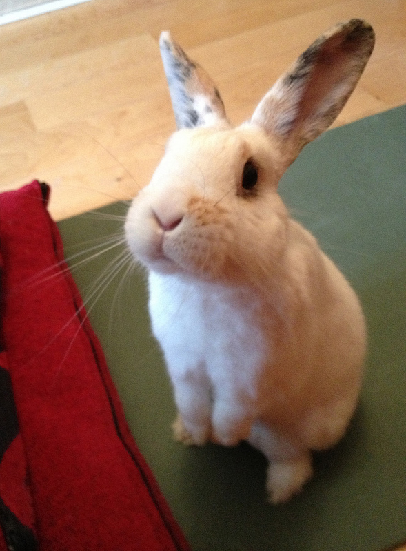 Bunny Looks So Hopeful. Won't You Give Him a Treat? 1