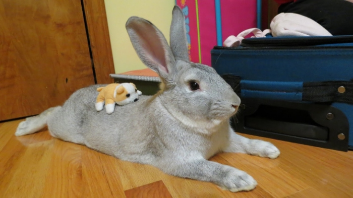 Bunny Gives His Plush Pal a Soft Place to Rest s
