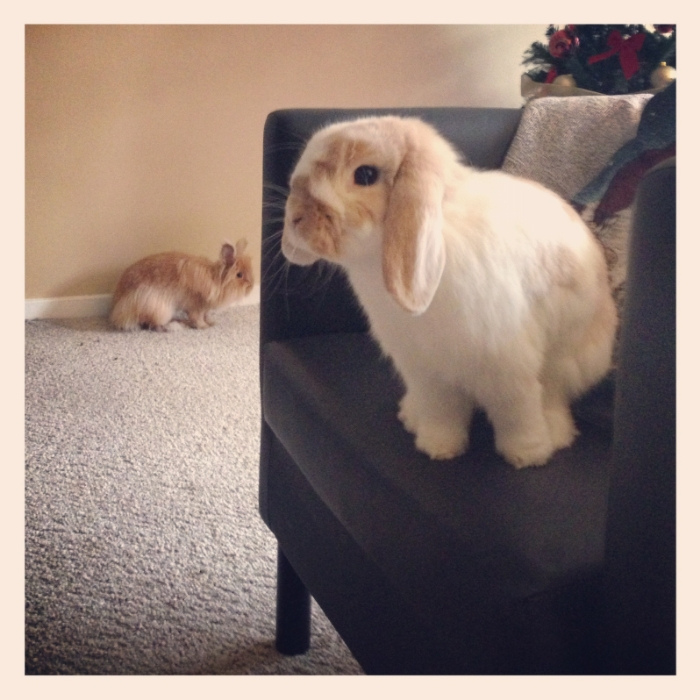 Will Seeker Bunny Find Hiding Bunny on the Chair? s