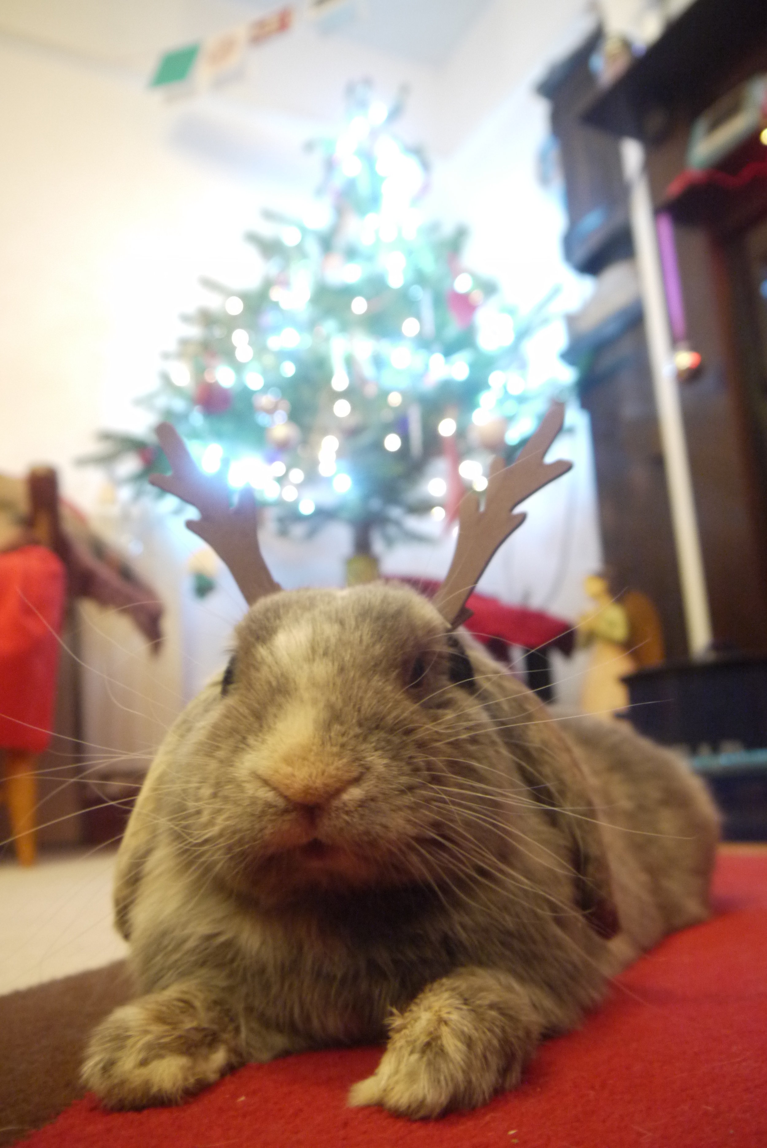 Relaxing Bunny Doesn't Exactly Share a Reindeer's Work Ethic