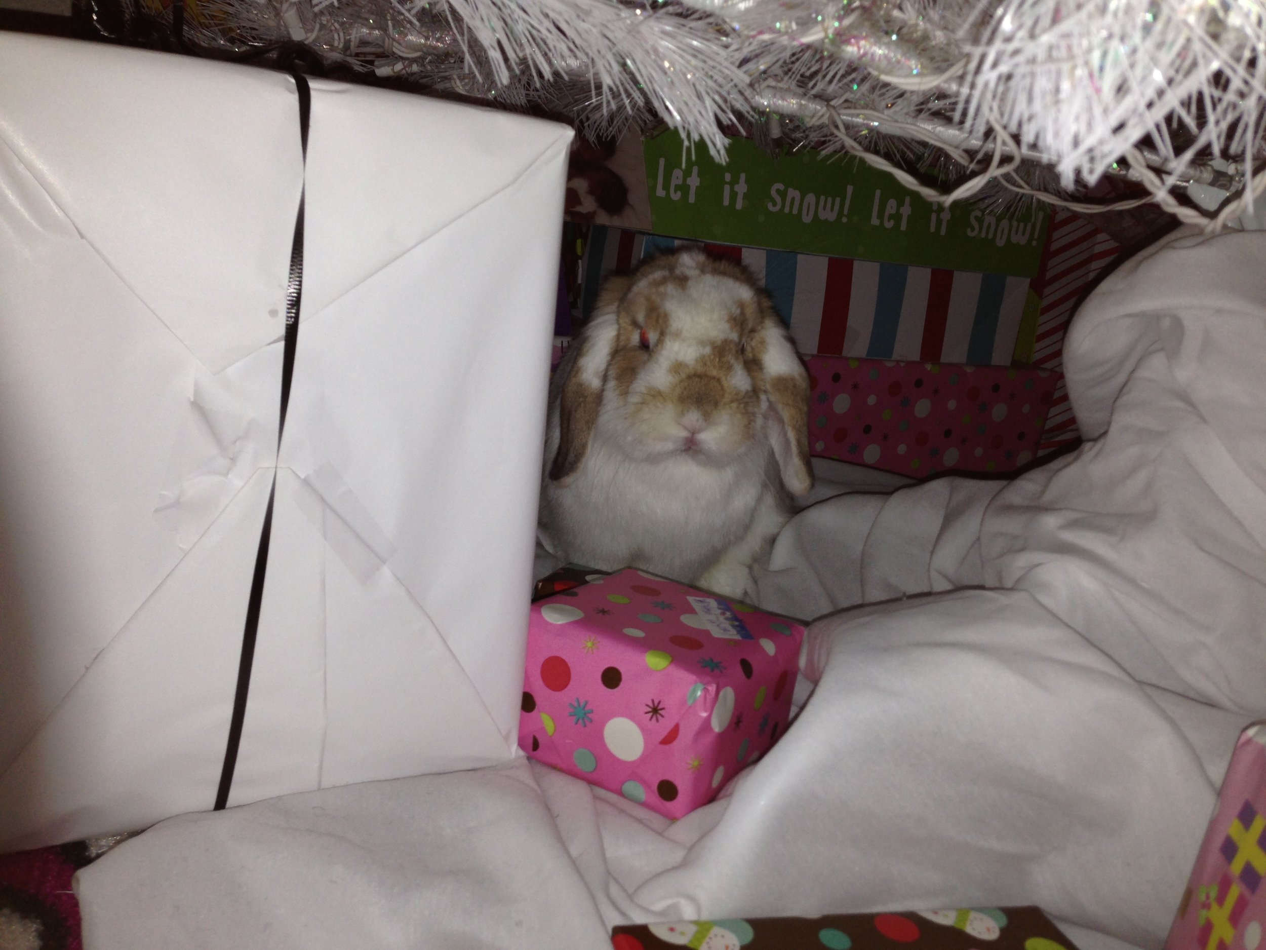 Enough Pictures, Human. Let's Open These Presents!