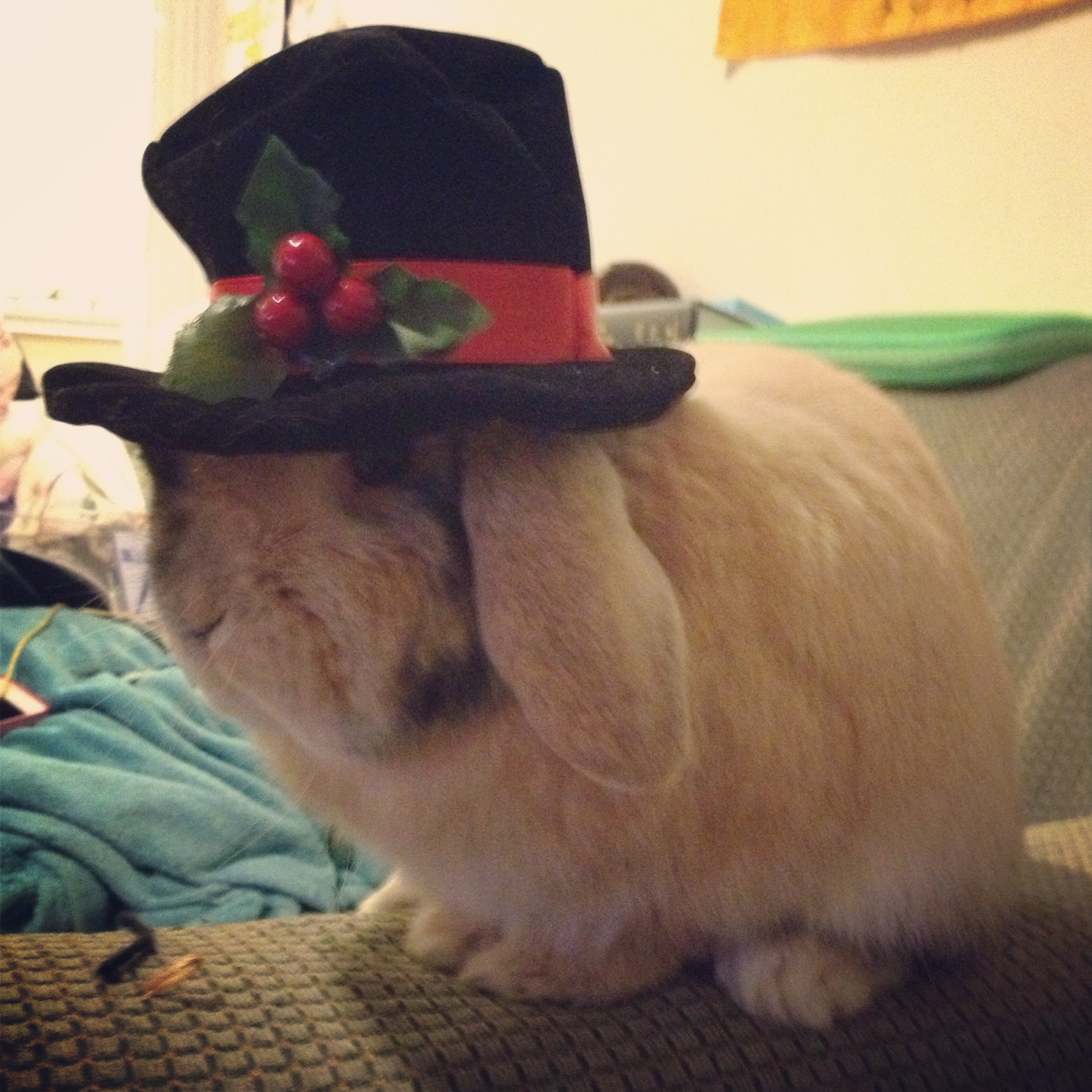Frosty the Snowman Has Nothing on Bunny