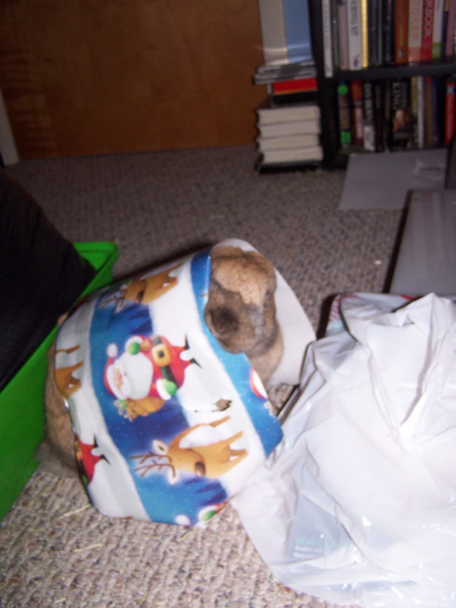 Bunny Tries to Help Wrap Presents, But the Temptation to Nibble Is too Great!