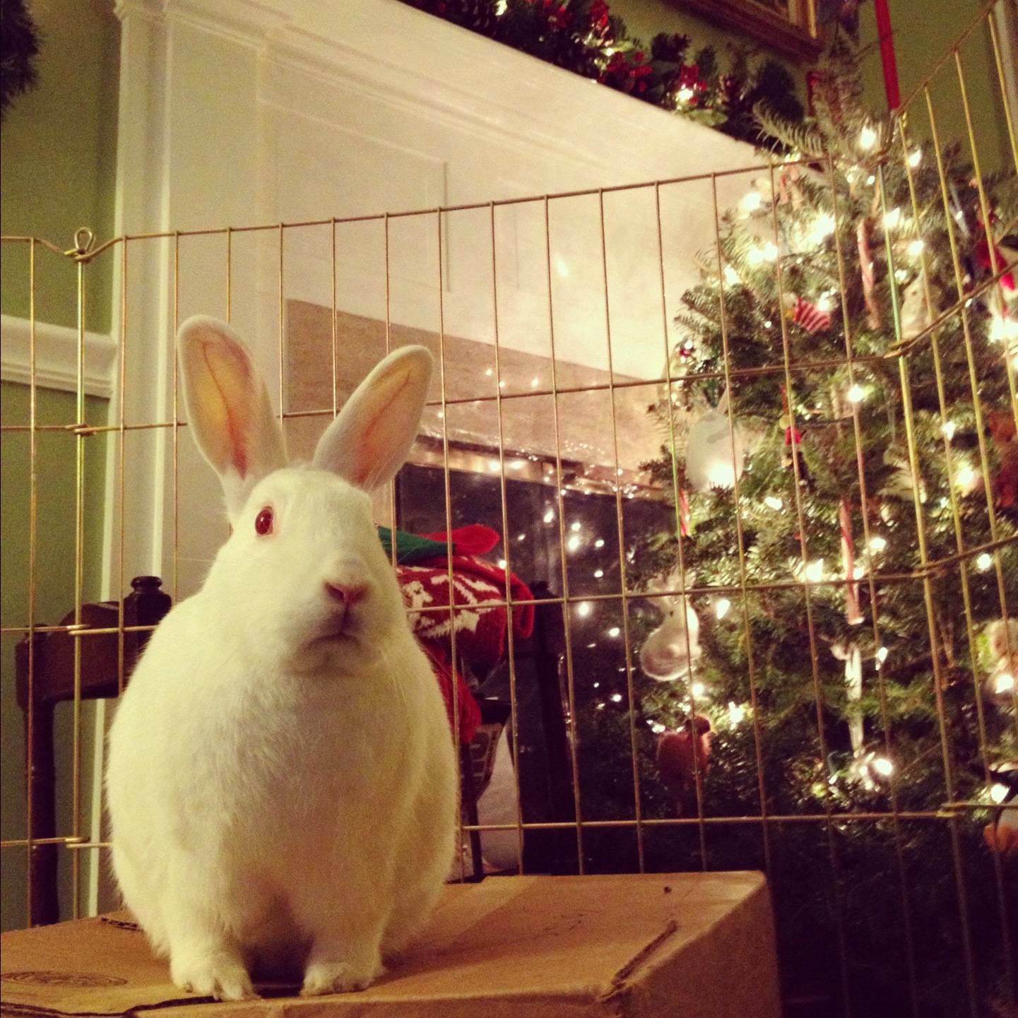 Bunny Disapproves of the Tree and Would Like to Redecorate It Her Own Way