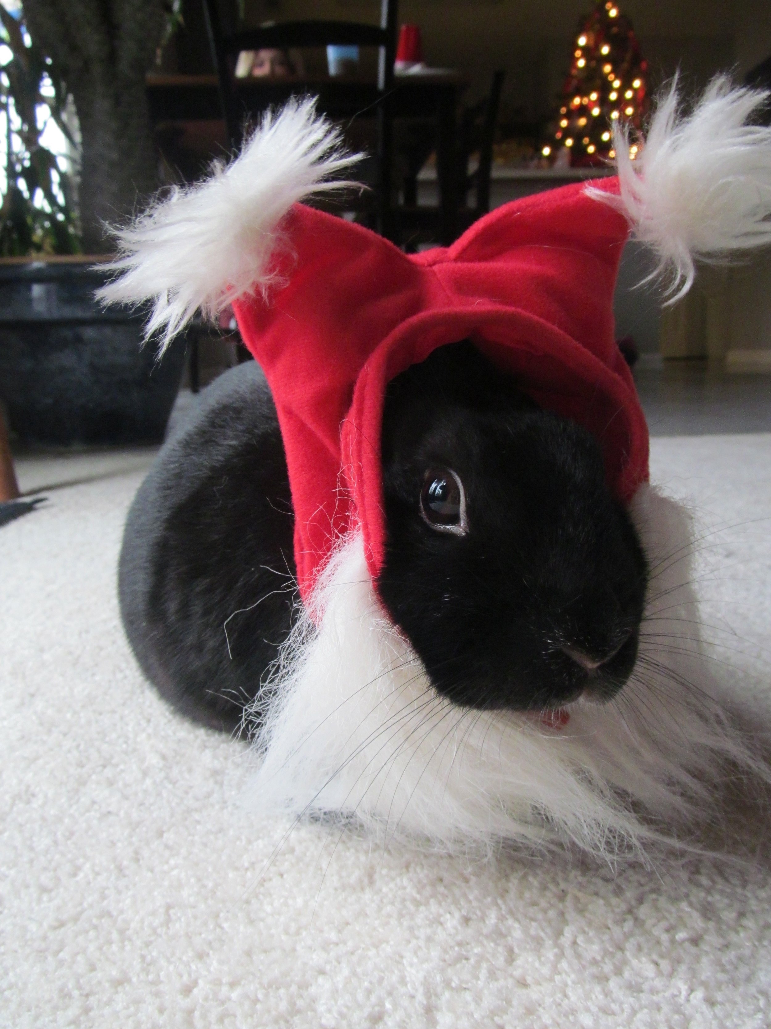 Bunny Can Pretend She's a Lionhead with This Santa Hat