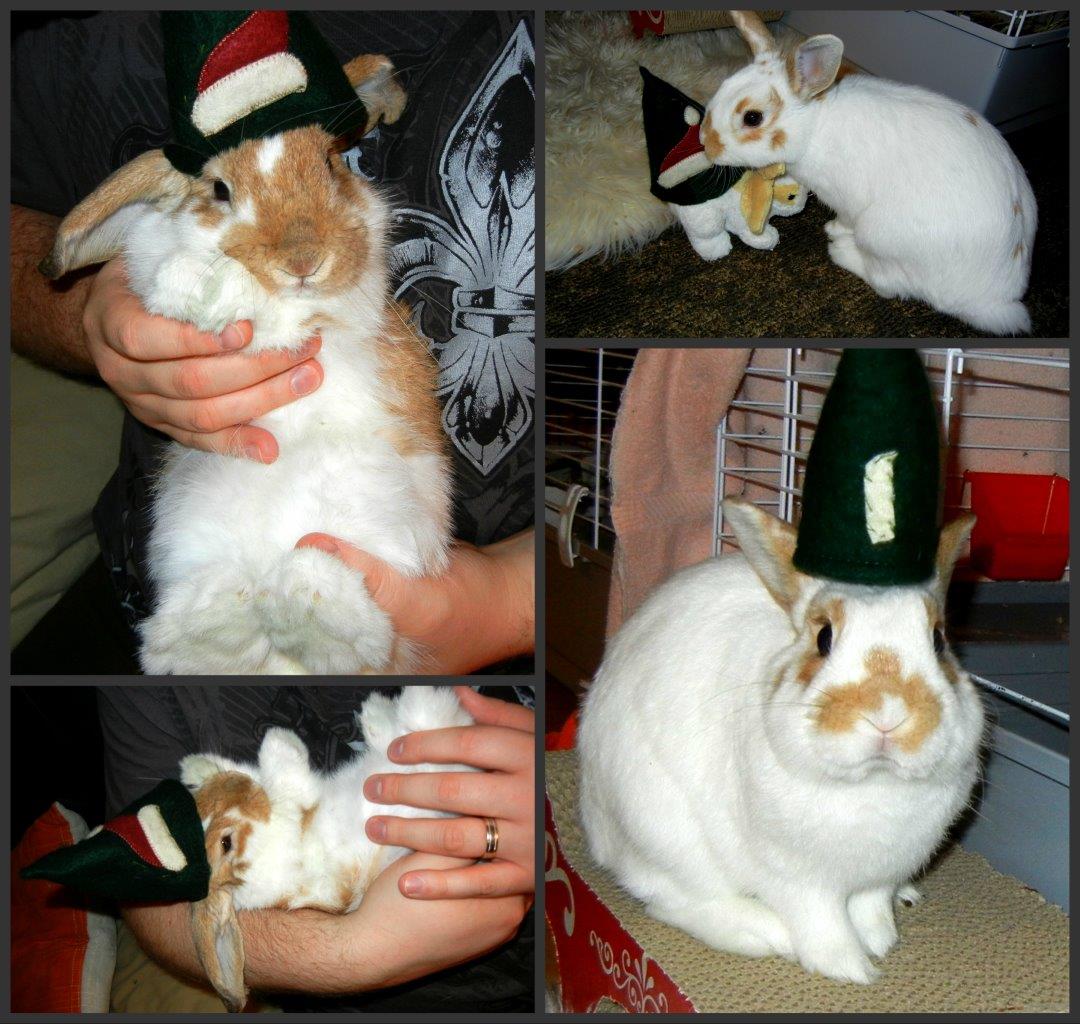 Bunny Models a Hat in Several Shots