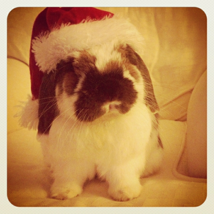 Bunny Poses for a More Formal Santa Hat Portrait s