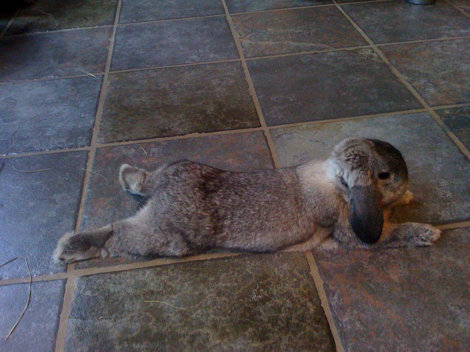 Bunny Sprawls Out on the Tile Floor