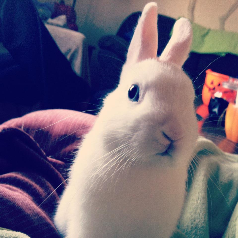Bunny Gives You the Larry David Staredown After You Tell Him You're Out of Bananas