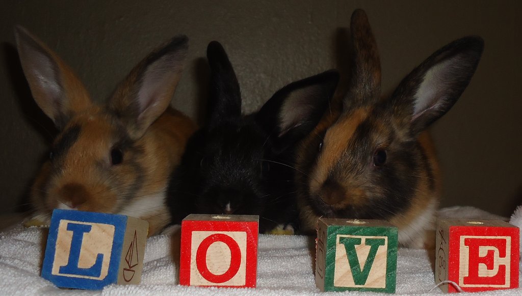 Baby Bunnies Spell Out a Message