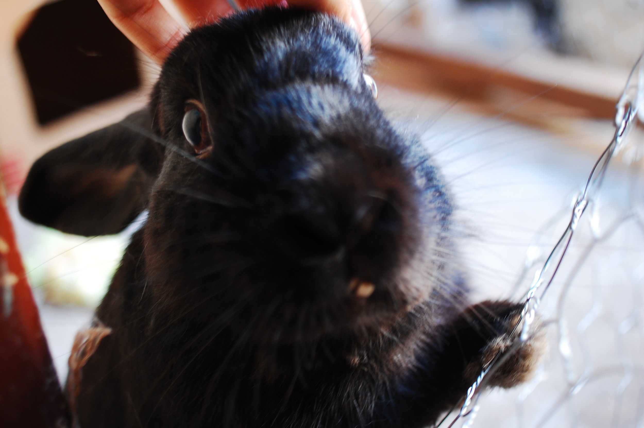 Bunny Stands Up to Receive Head Scratches