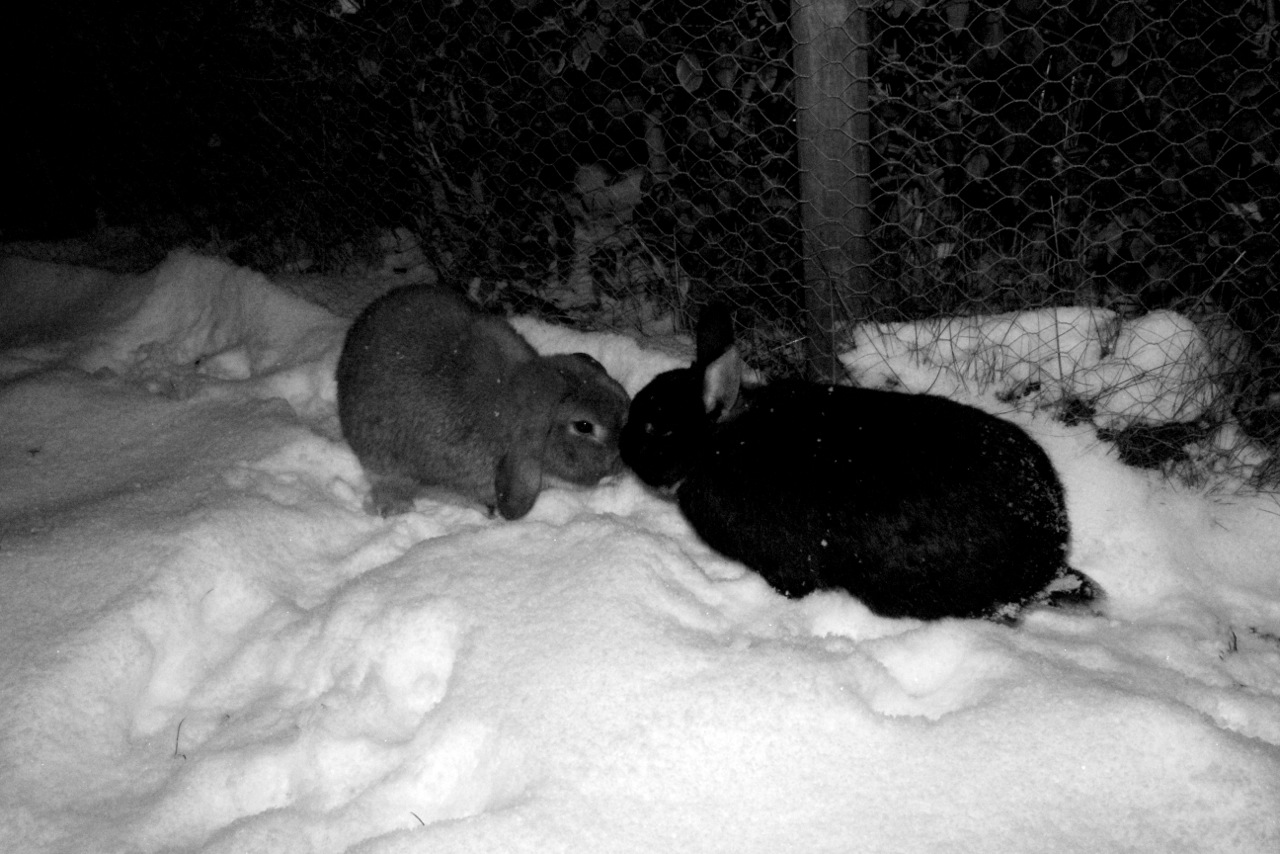 Bunnies Take a Moment from Exploring Snow to Touch Noses 1