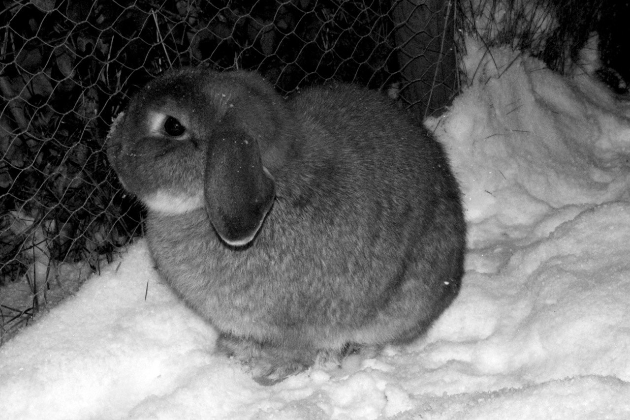 Bunnies Take a Moment from Exploring Snow to Touch Noses 2