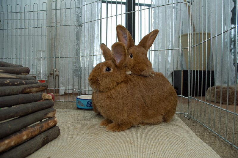 Bunny Gives His Girlfriend Bunny a Back Massage