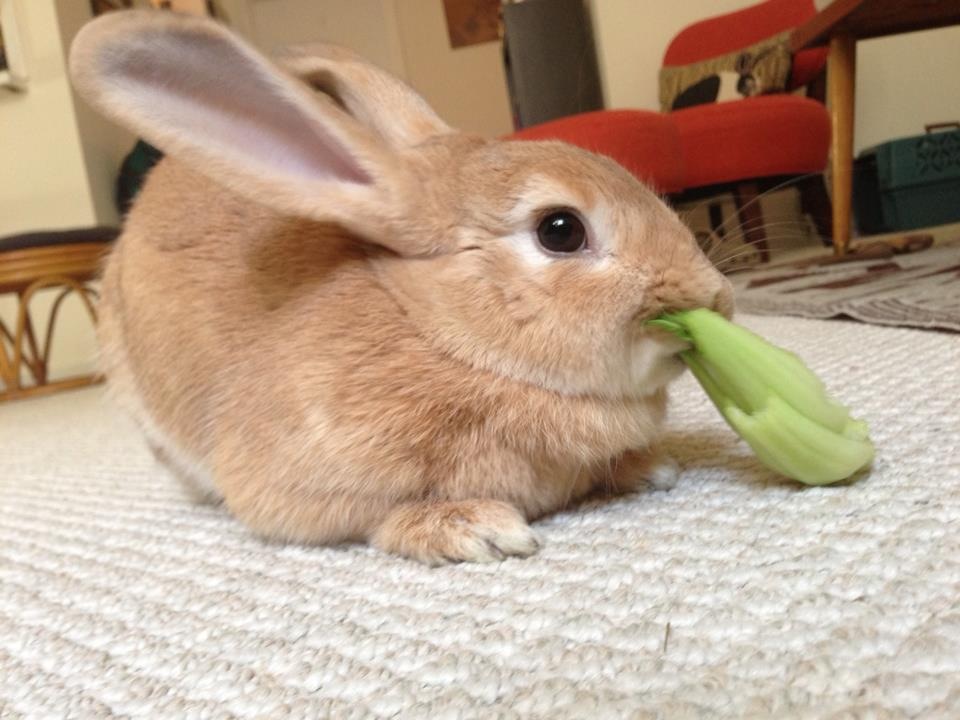 Sometimes Bunny Doesn't Even Bother to Sit Up for a Meal