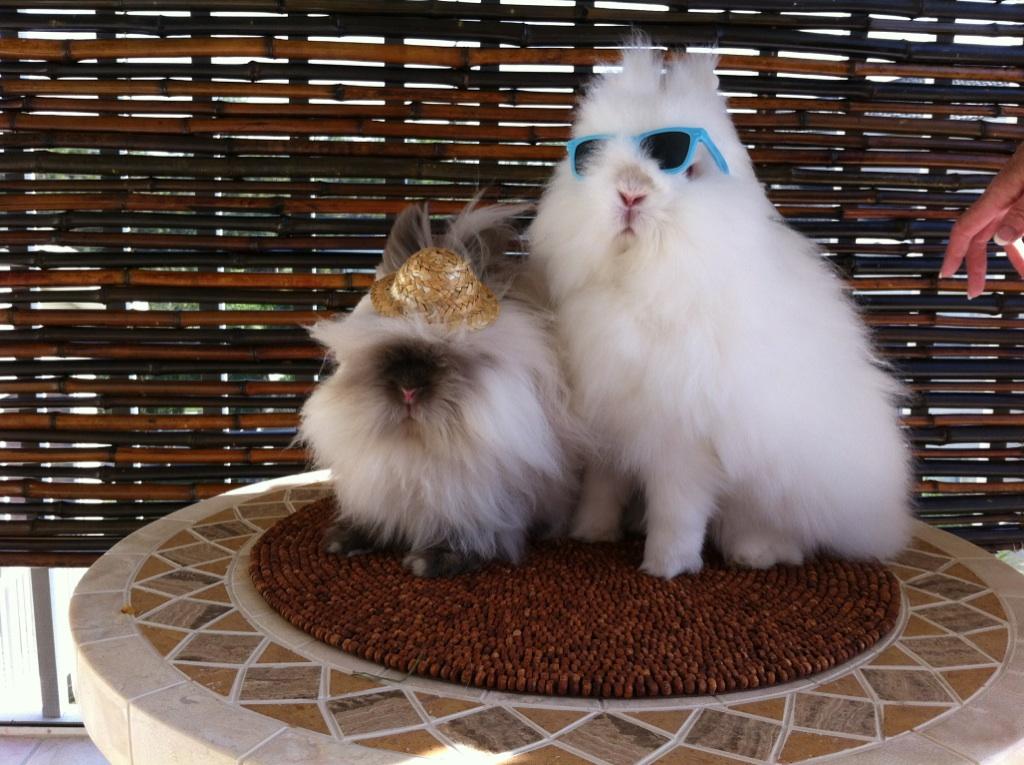 Bunnies Are Done with Snow and Ready for a Sunny Vacation