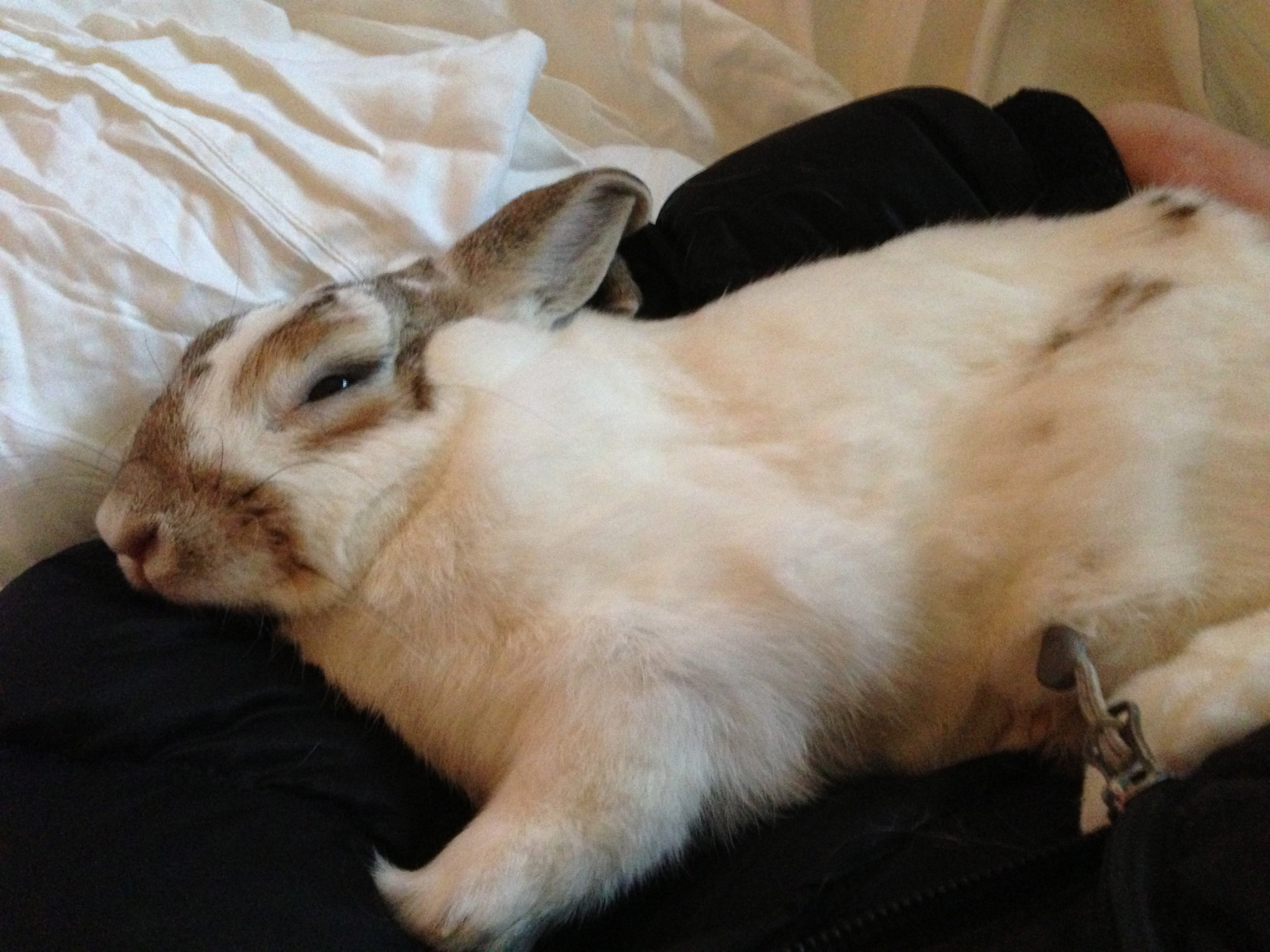 Bunny Cuddles Up with Her Human for a Nap