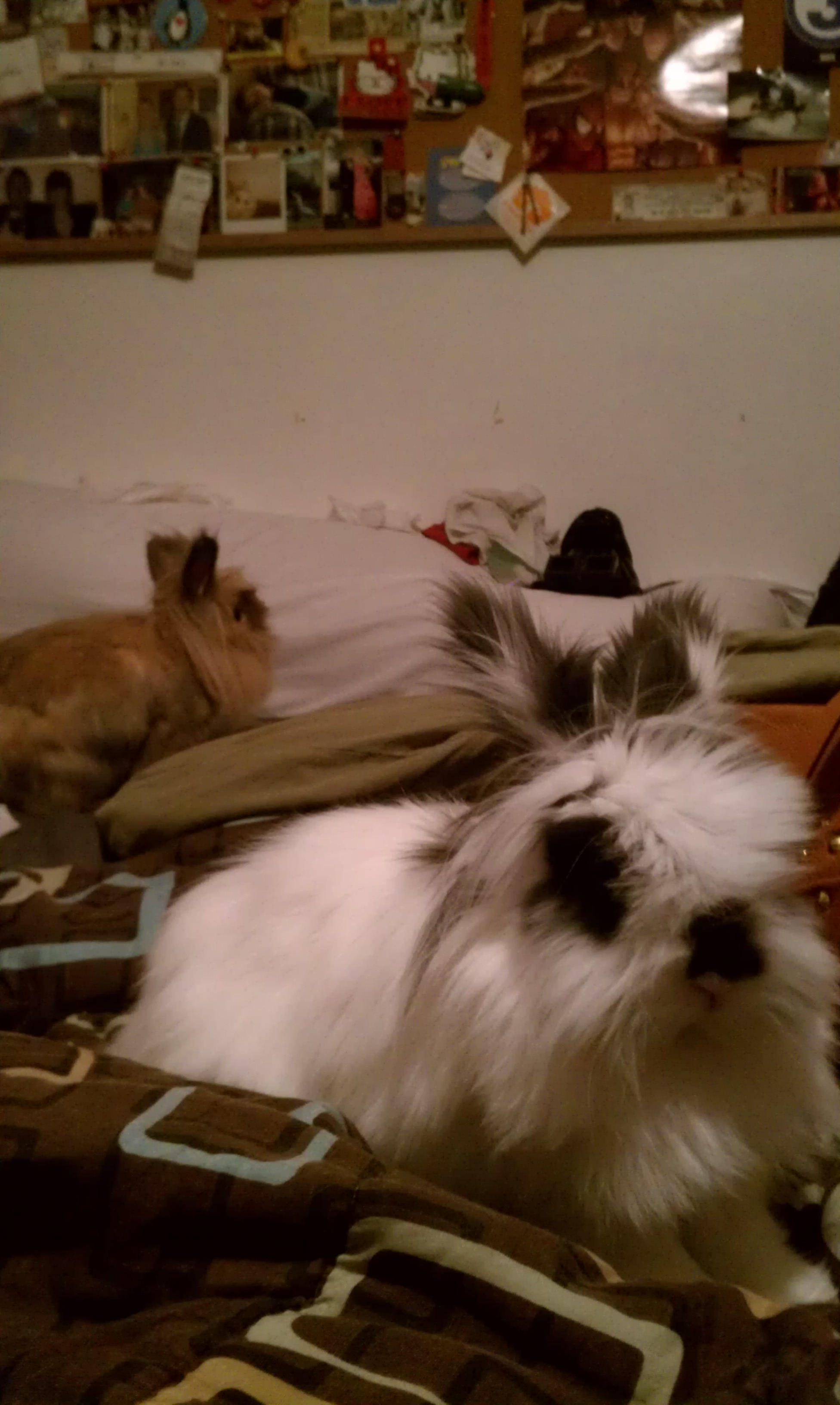 Bunnies Have Infiltrated Their Human's Sleeping Space