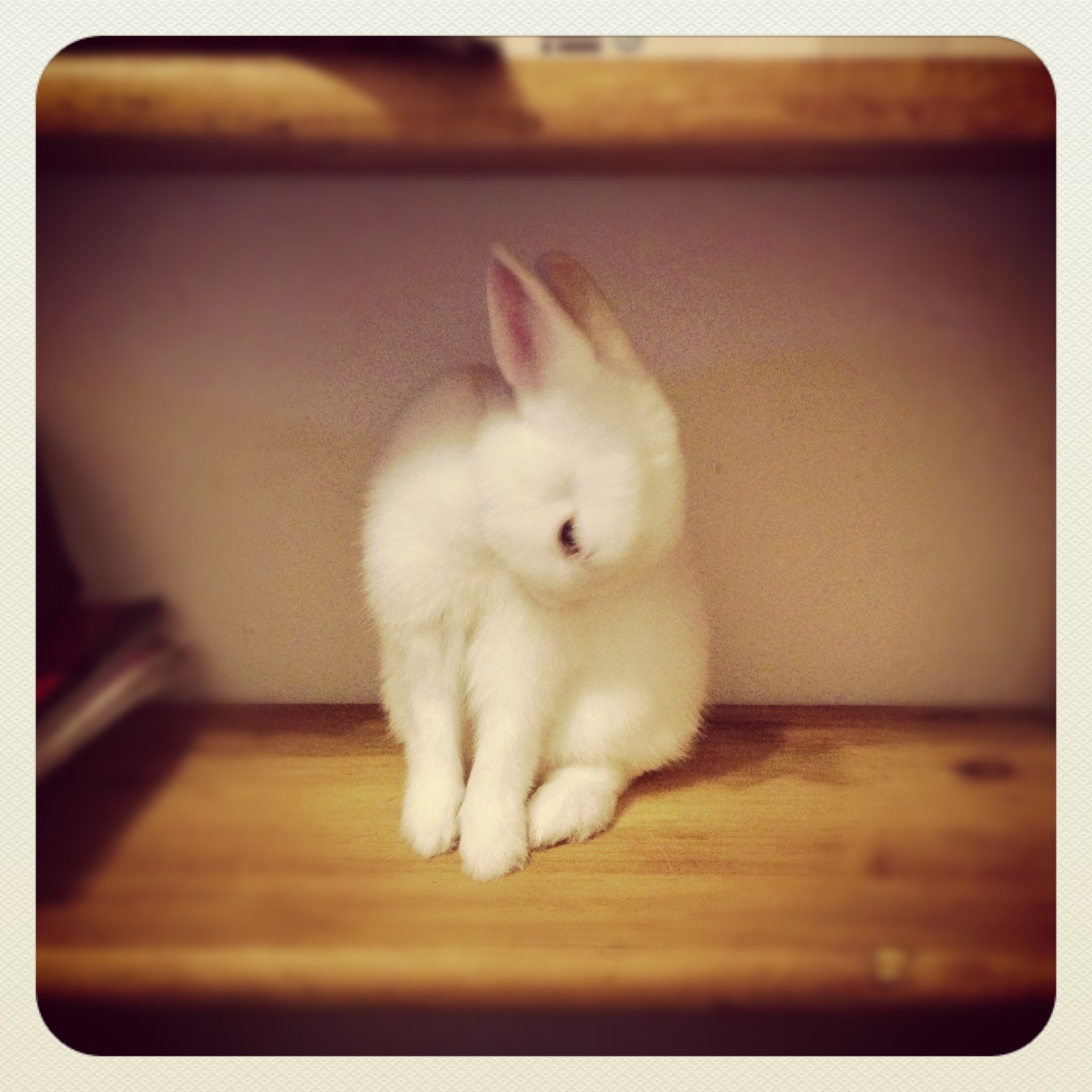 Bunny Finds a Place on the Shelf for a Grooming Session