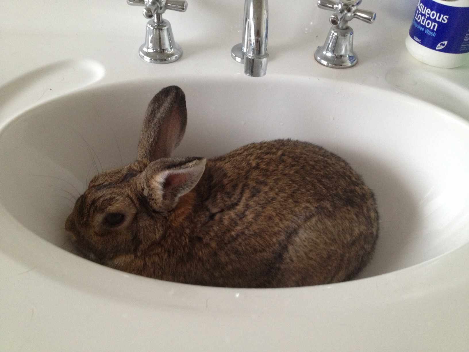 Bunny Has Found a New Favorite Spot to Cool Down in during the Hot Summer
