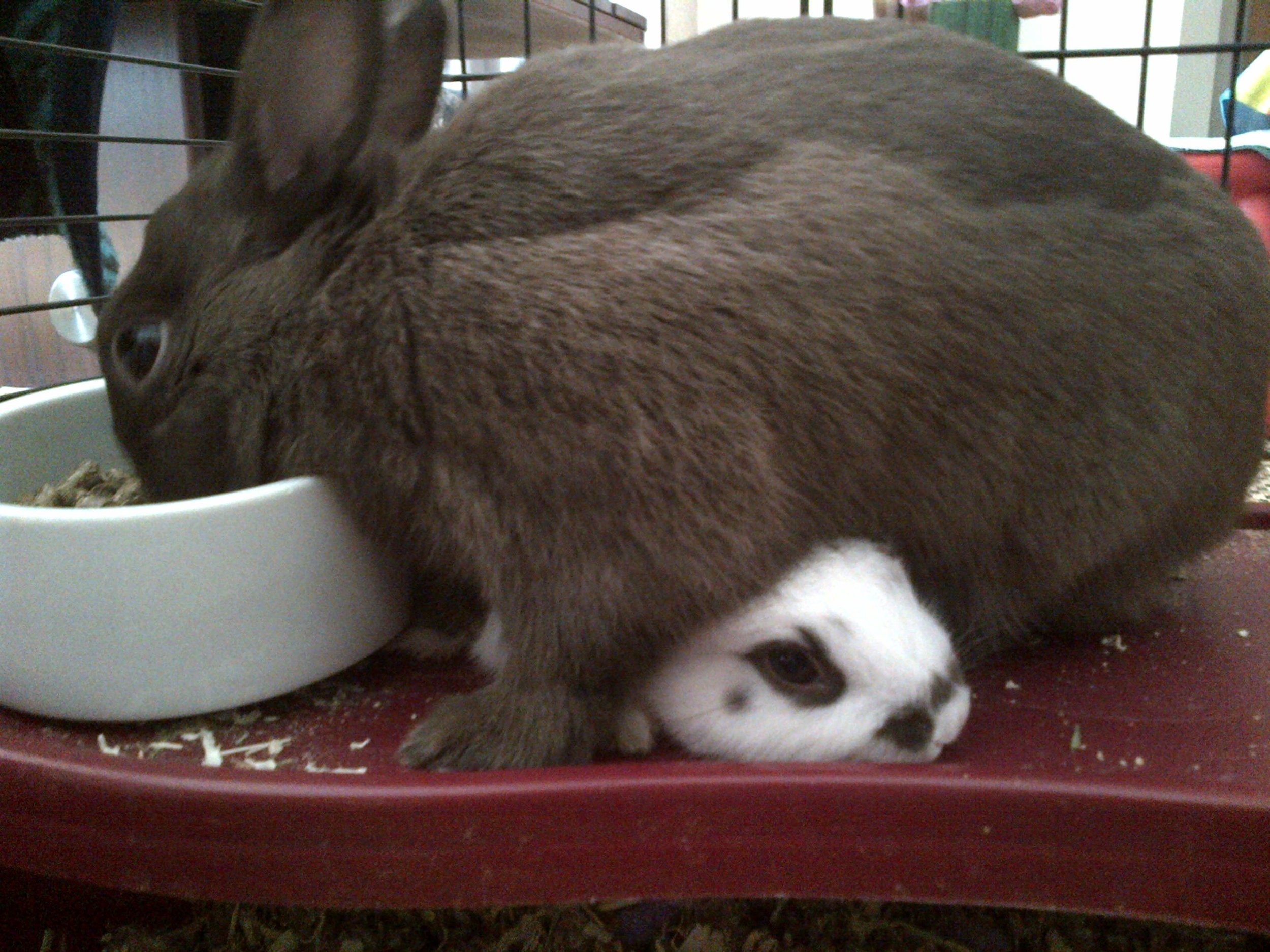 Bunny, You're Not Using Good Table Manners