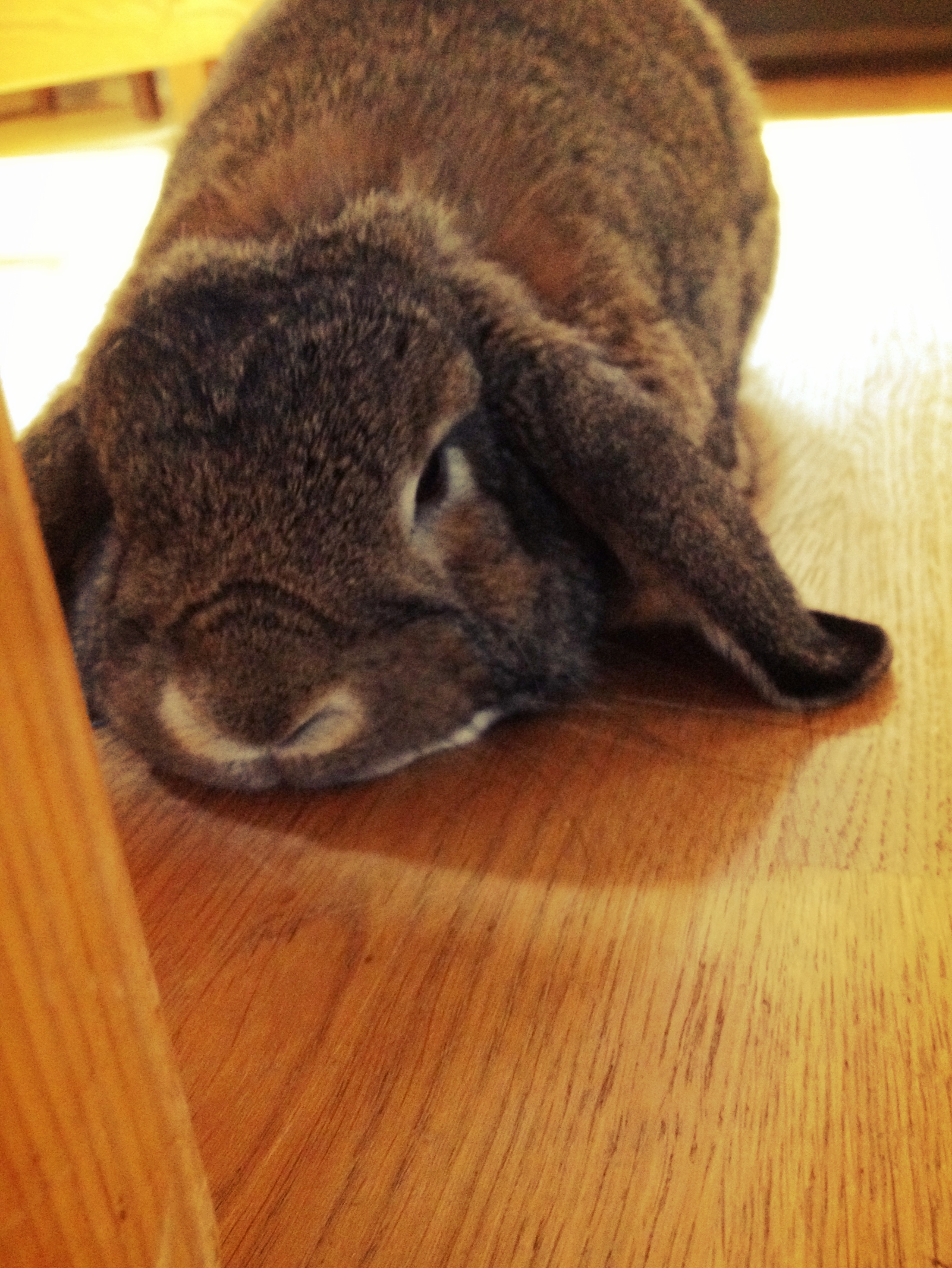 Bunny Puts Her Head Down for Petting