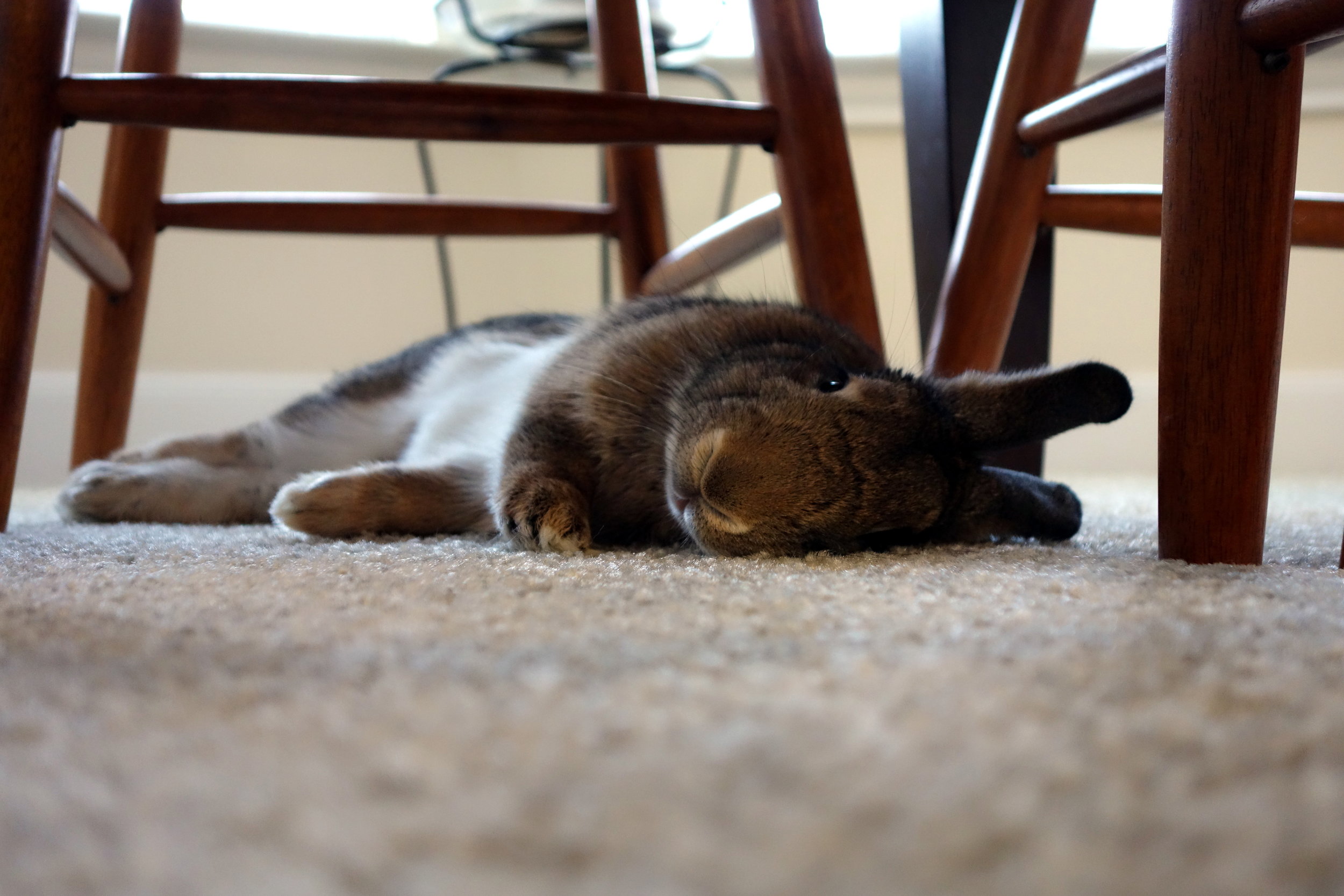 Sweet Photo of a Sleepy, Flopped Rabbit