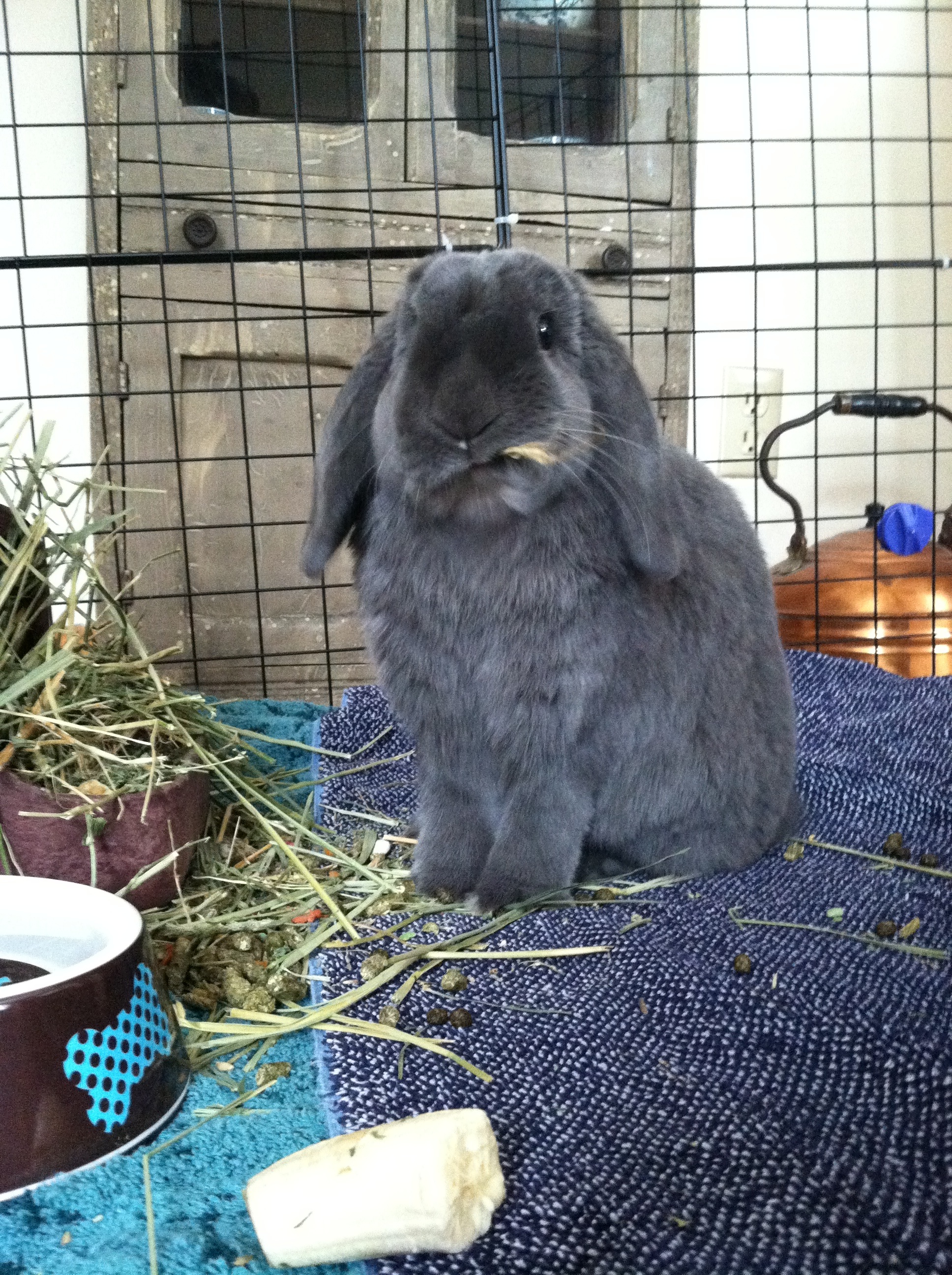 Bunny Sticks Hay in His Mouth for His Cowboy Impression