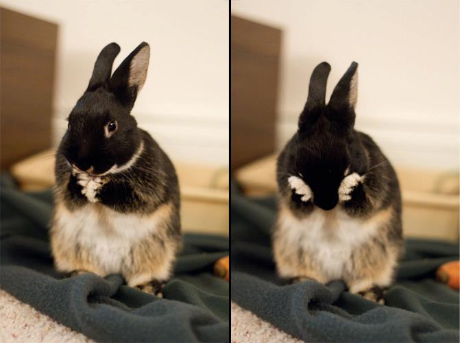 Two Steps in the Bunny Face-Washing Procedure