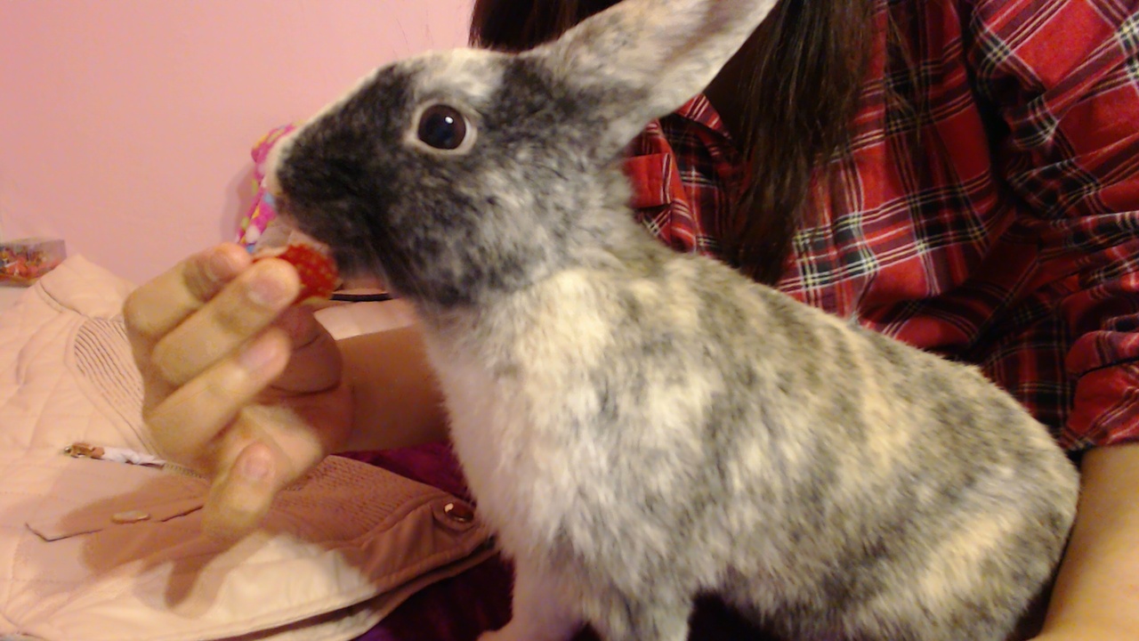 Bunny Enjoys a Strawberry Treat 1