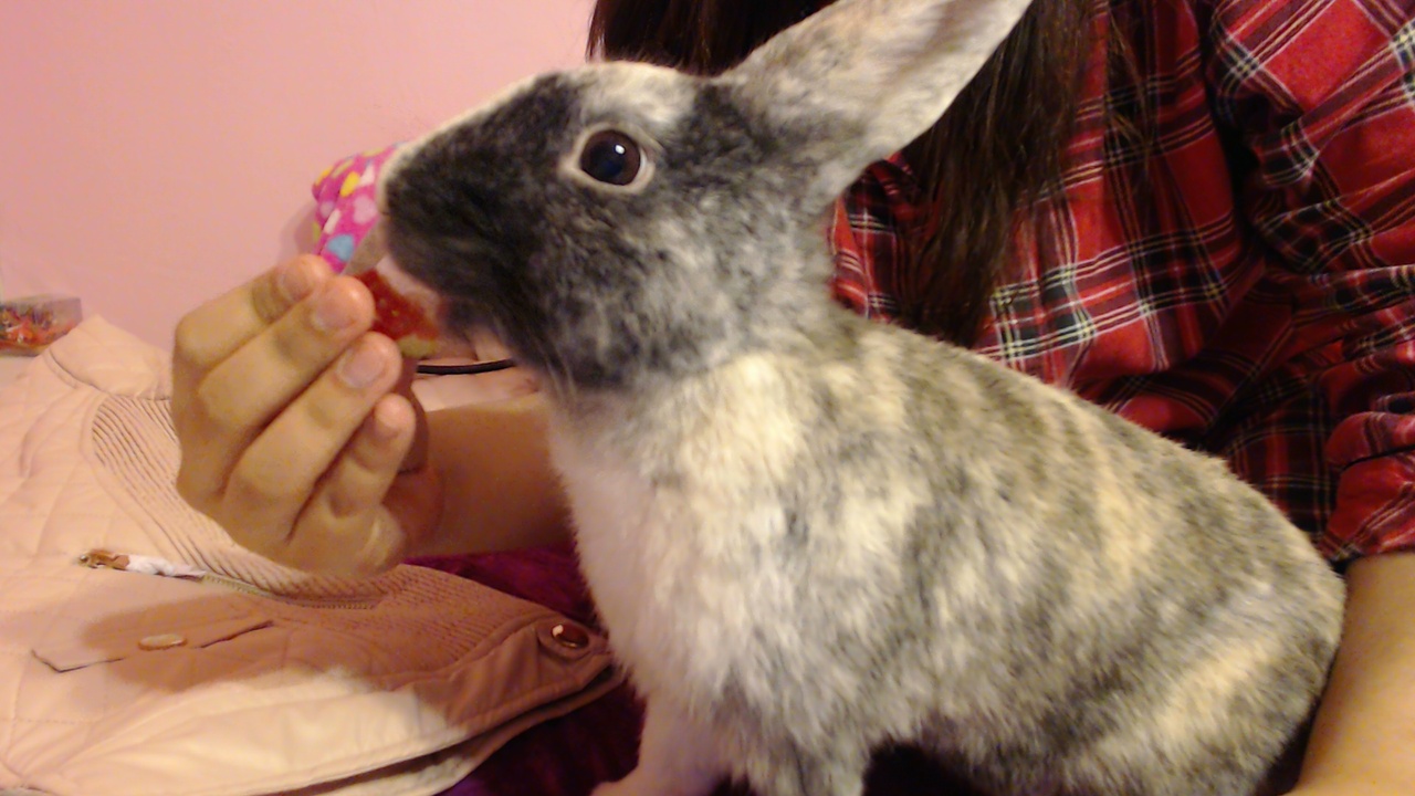 Bunny Enjoys a Strawberry Treat 2