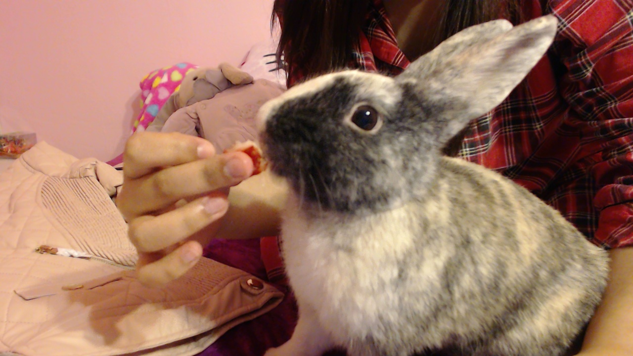 Bunny Enjoys a Strawberry Treat 3