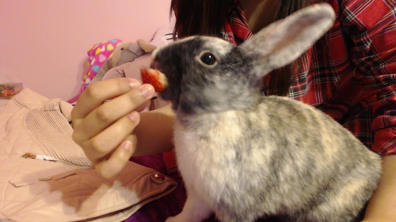 Bunny Enjoys a Strawberry Treat 4